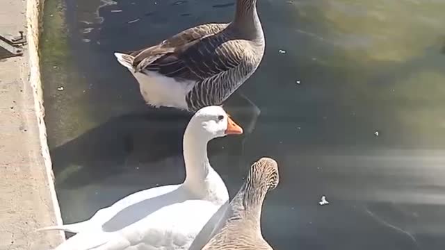 beautiful and amazing bird