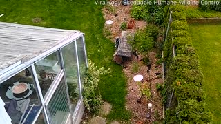 Baby Raccoon Scales Home Waiting for Its Mother