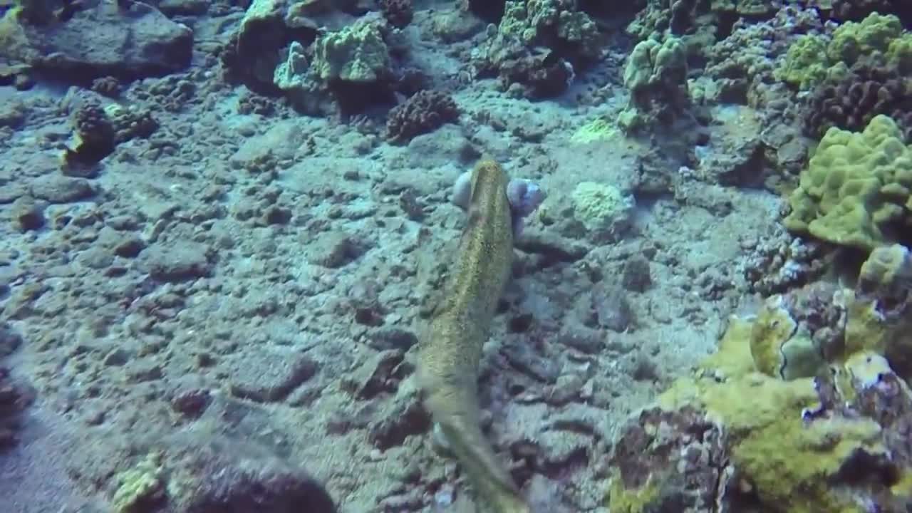 Elecrric Fish (EEL) Eating Octopus