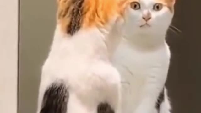 The Cat Looks In The Mirror And Makes Its Own Gesture