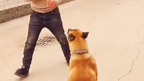 Cachorro esperto demais