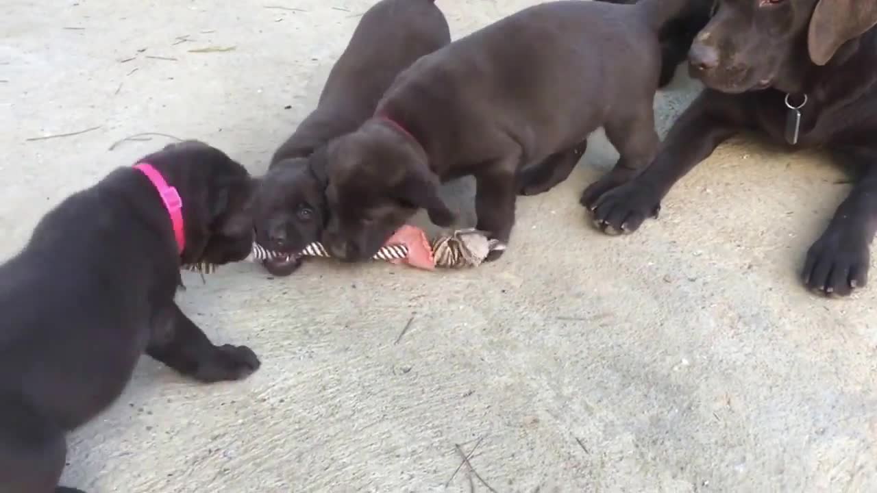 cachorros de 2 meses