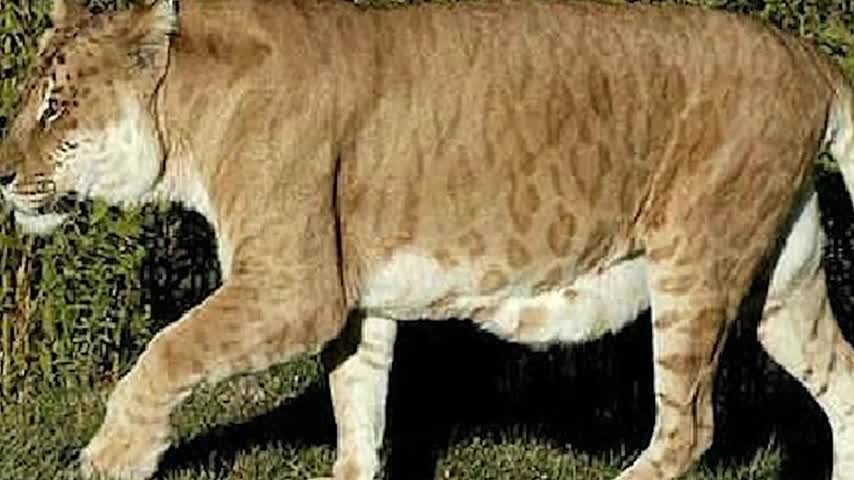 15 Rarest Hybrid Animals Ever Caught on Camera