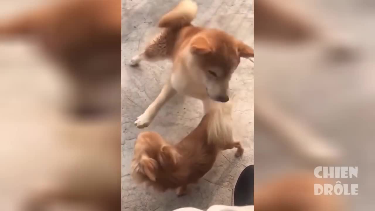 dogs Try Not To Laugh