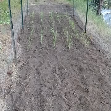 New corn patch planted