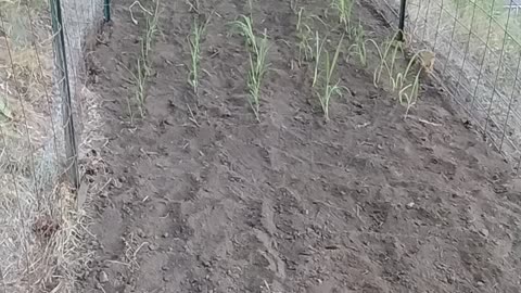 New corn patch planted