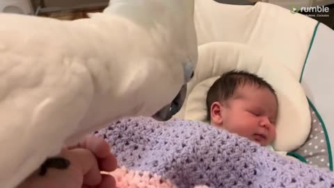 Pet Cockatoo Introduced To Newborn Baby Addition