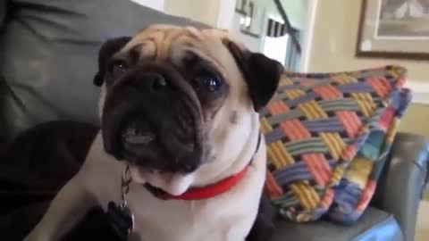 Cute pug get scolded for misbehaving Cute reaction