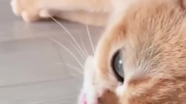 Cute Animal Baby Cat Cute Moment Funny & Cute Pet So funny