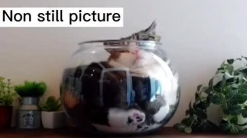 #cute cat#shorts