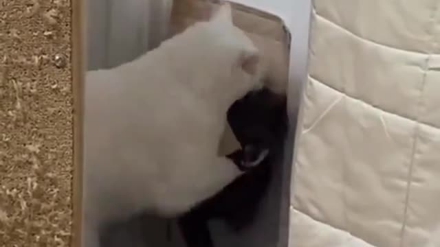 Cat funny video for this video #shorts #short #facebook #Rumble