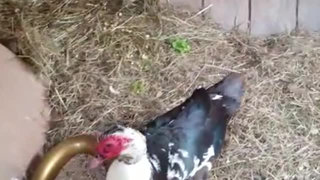 Amanda Grace Talks...A Biblical Lesson About The Desires of Our Hearts Staring Rudi The Rooster!