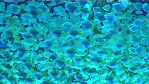 Best Under Water View | Beautiful Fishes