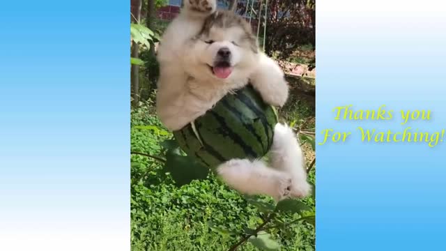 CUTE PETS DOING FUNNY THINGS - CUTEST PETS IN THE WORLD | VIDEO - MP4 4K - 1 TO 1 |