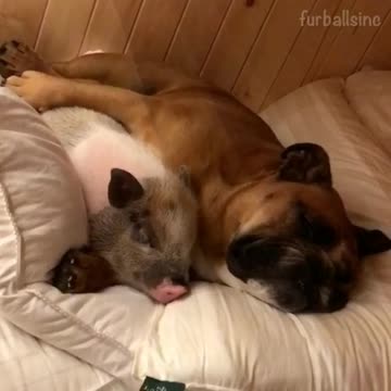 Adorable momento de abrazos entre perro y cerdo