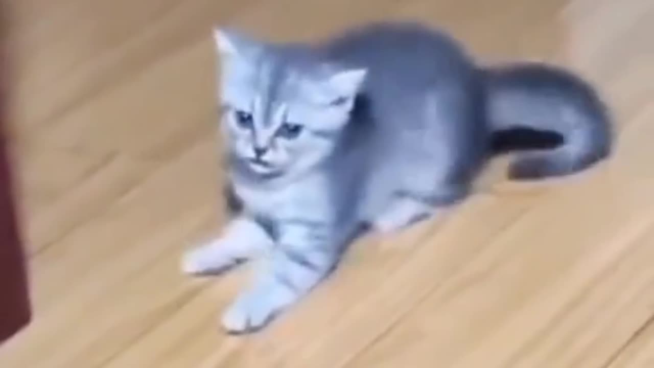 Running cat