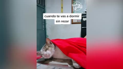 🐶🐱 Funny Cat And Dog Videos