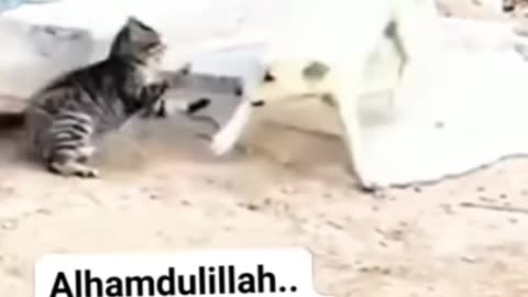 cat and dog fight