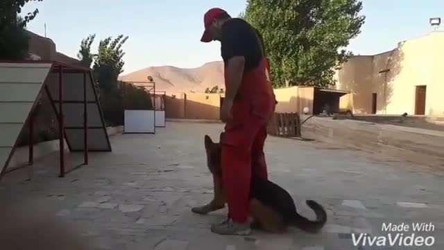 dog training