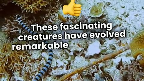 Why Sea Snakes Are the Coolest Ocean Predators