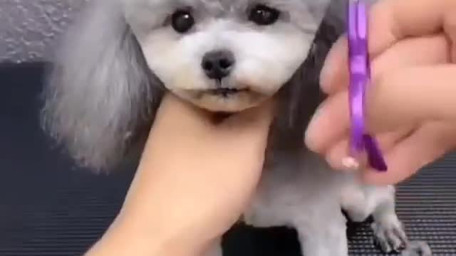 This Dog hair cut video will bring smile on your face