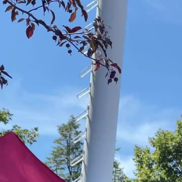Trump's Plane Flies Over Iowa State Fair - Distracts DeSantis Crowd