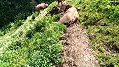 Cow!. Please move away, let me pass.