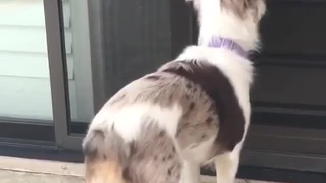 White and brown dog shakes butt outside screen door