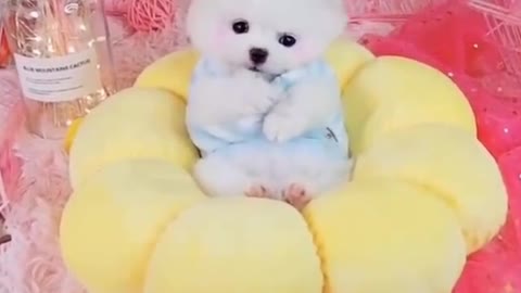 So cute Pomeranian ❣️❣️😻🐩dog