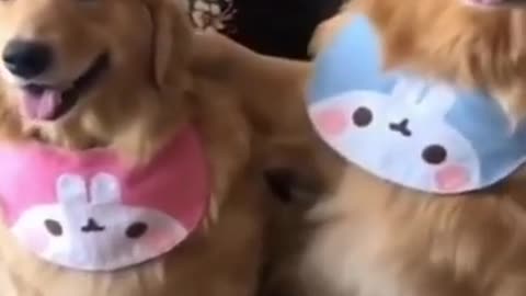funny animals #10