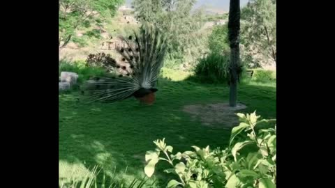 CHILLING PEACOCK 😇