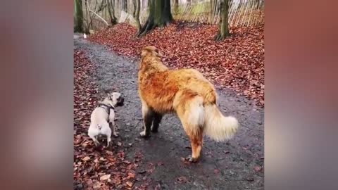 A little puppy looking like a fuzzy teddy bear climbing on a fluffy duck 😂
