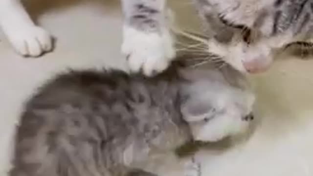 Mother cat steals kitten food