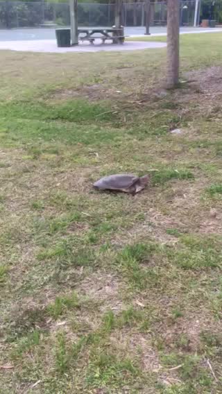 Florida softshell turtle getting ready to lay eggs