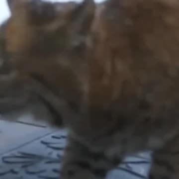 kitty cat video | Cute cat videos | Pet Animal video | Kittycat video |