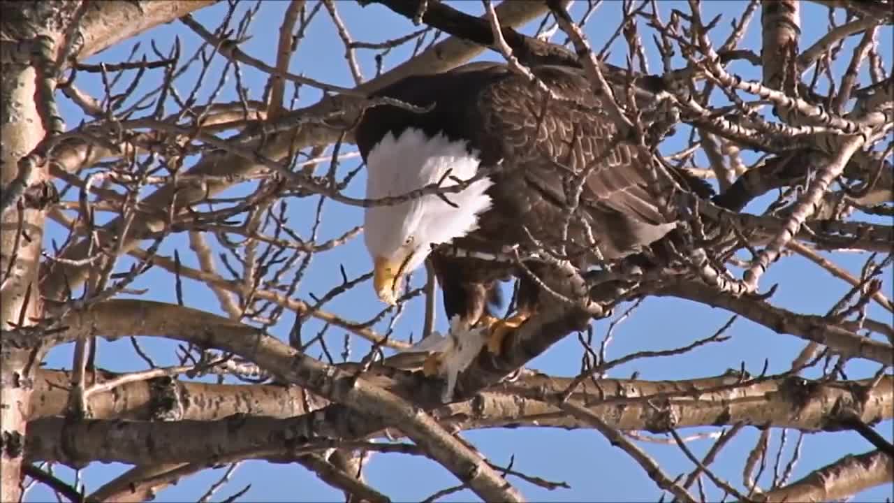 All About Bald Eagles for Kids: Animal Videos for Children - FreeSchool