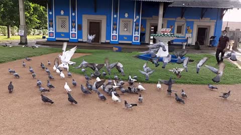 Amazing Bird Slow Motion