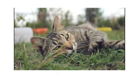 Cutes babycat