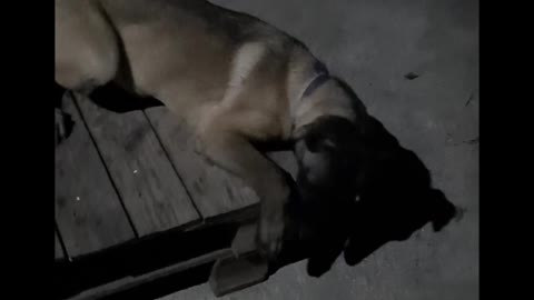 Freya its crazy dog