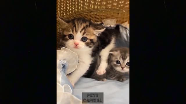 Funniest Cats and Dogs - Cute and Funny Pets - Funny Animals Compilation #5