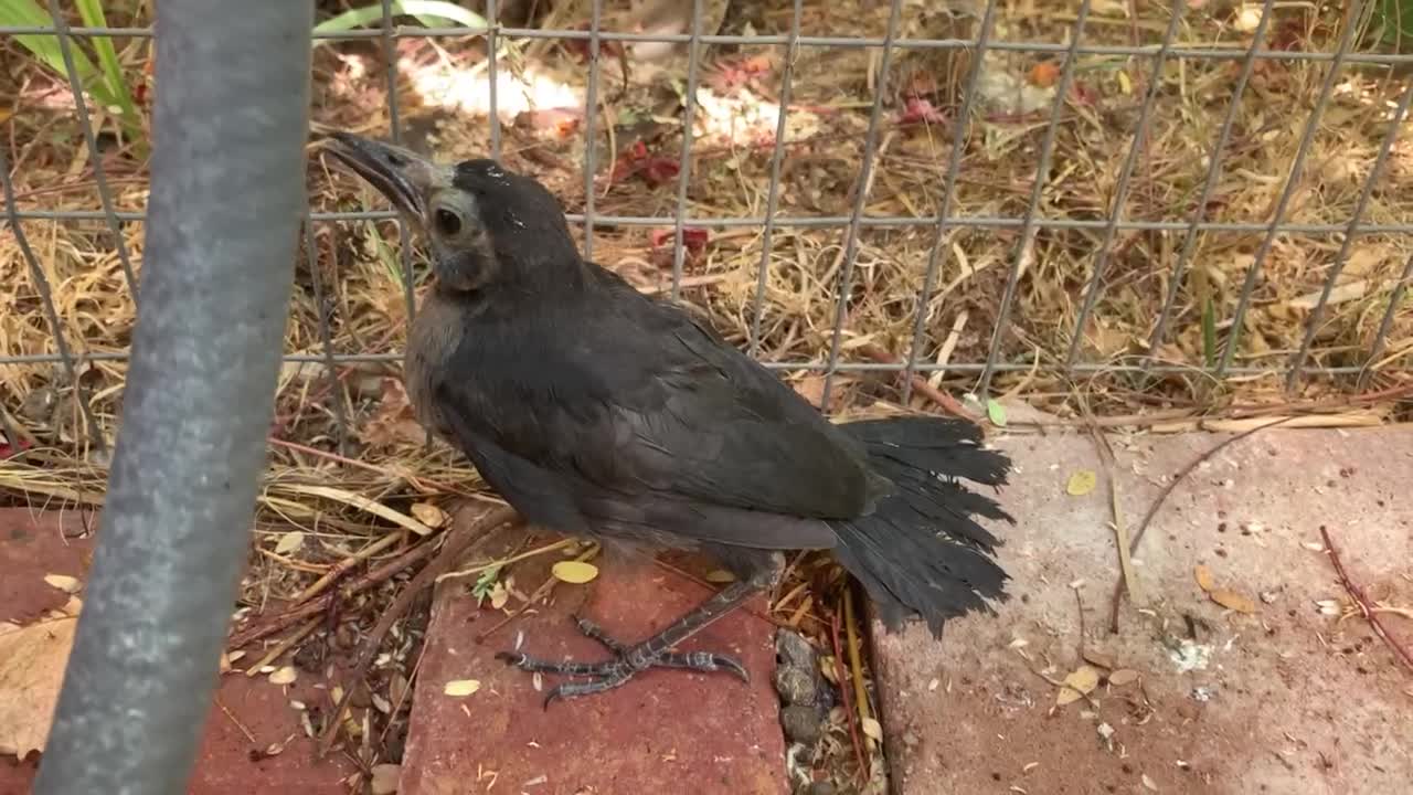 Teen Grackle Bird on a Hot Vegas Day