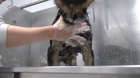 German Shepherd puppy is a dramatic singer for her first bath