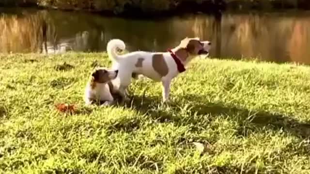 Dog makes Crazy flip