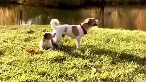 Dog makes Crazy flip