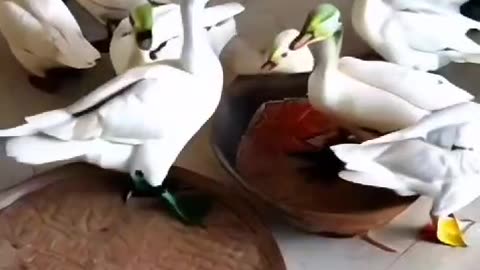 Magical Ducks