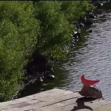 Mermaid real or fake?