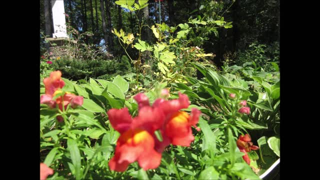 Flowers are Edible Snapdragon Sept 2021