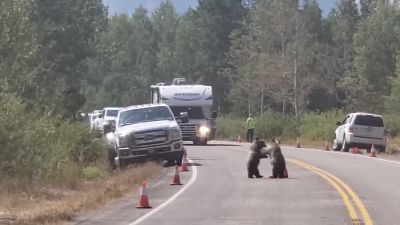 Mama Bear And Her 3 Cubs Cause Traffic Jam