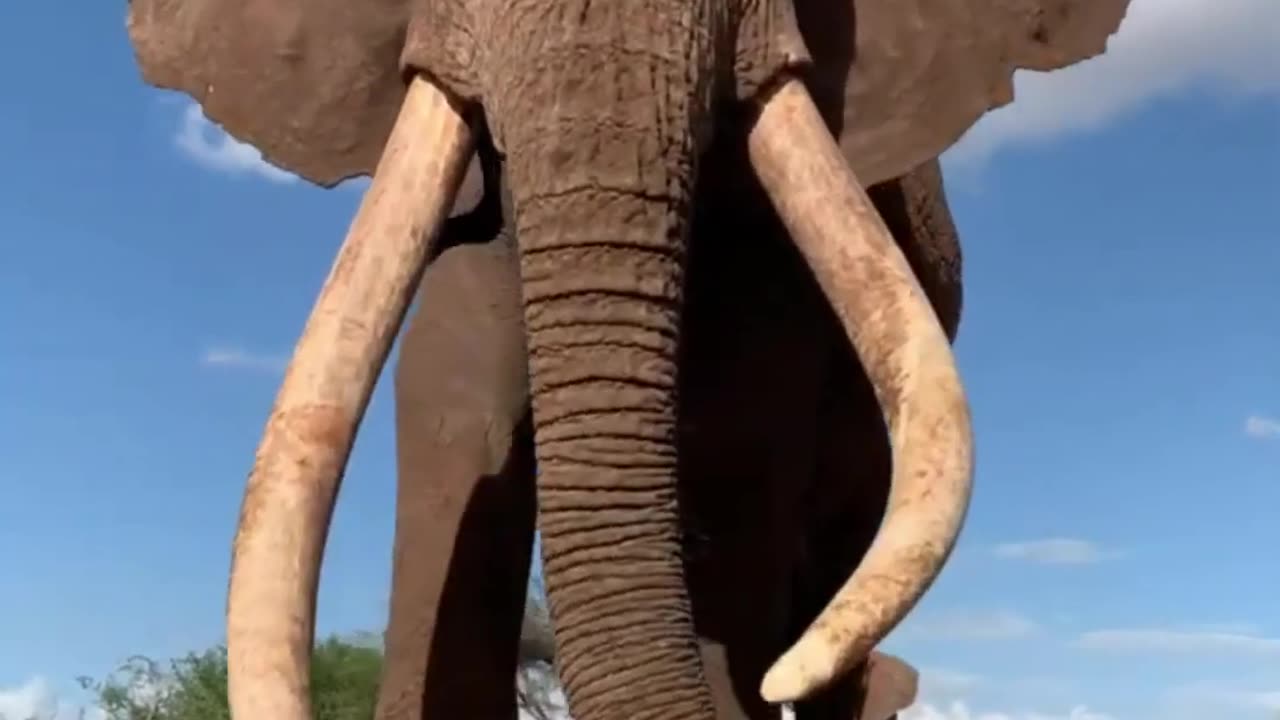 Elephant |The largest animal on earth