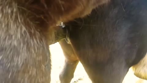 Horse Mating